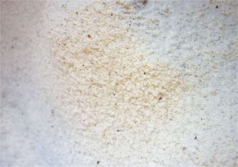 pumpkin-cupcake-muffin-6