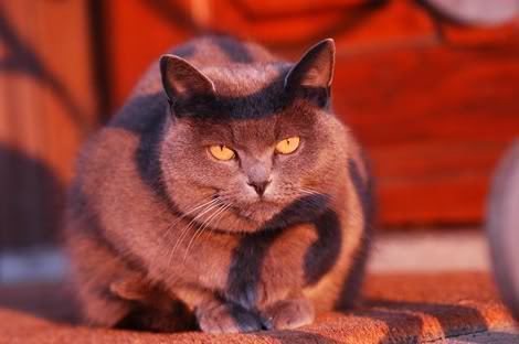 figaro-in-memories-1