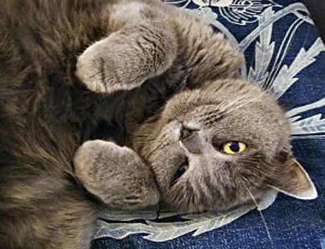 figaro-in-memories-2