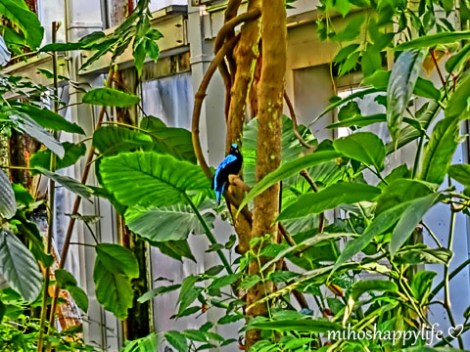 CupcakeAffairBasel_6