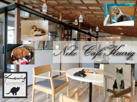 NekoCafeKeuring_