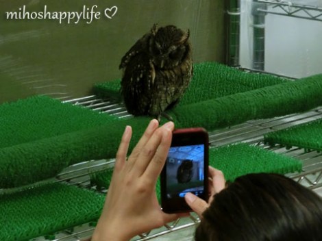OwlCafe_12