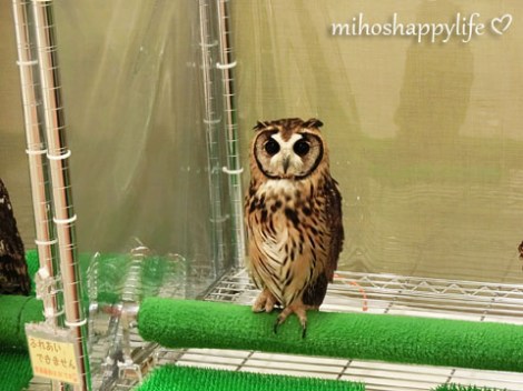 OwlCafe_13