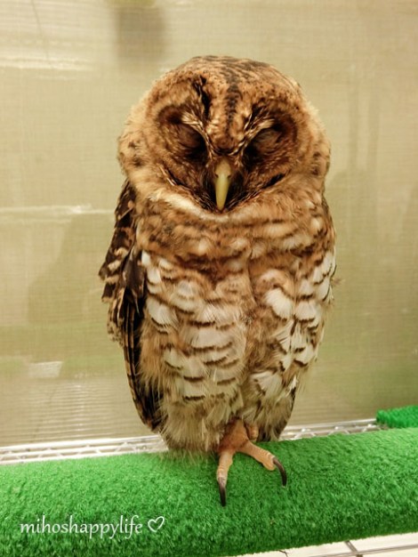 OwlCafe_14