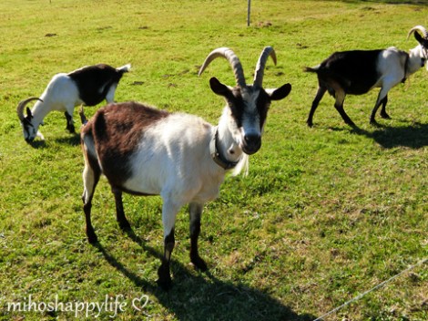 HeavenlyAutumnDays_28