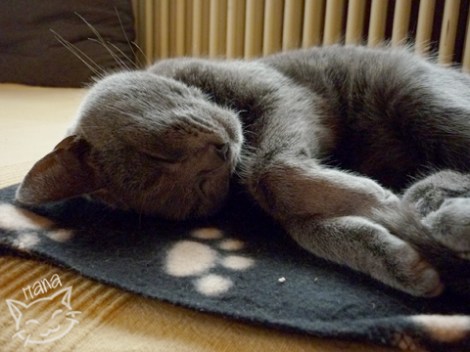 HanaDiary2013_1_zpsfa20f460