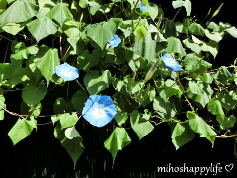 japan-in-10-days-shirakawa-go-takayama-27