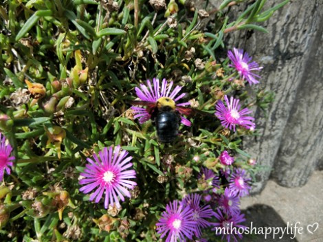 10-days-in-japan-fuji-kamakura-5